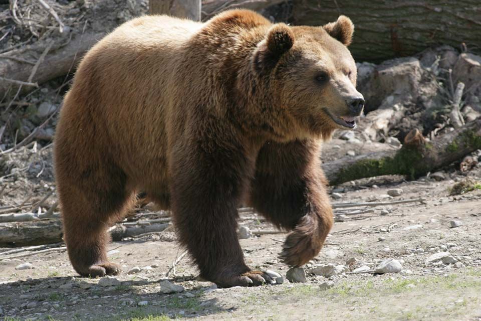 Bildergebnis für zootiere